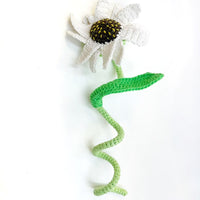 Calista Flower
