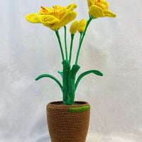 Narcis Flower