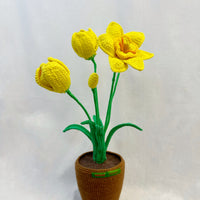 Narcis Flower