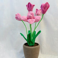 Tulips Flowerpot