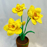 Narcis Flower