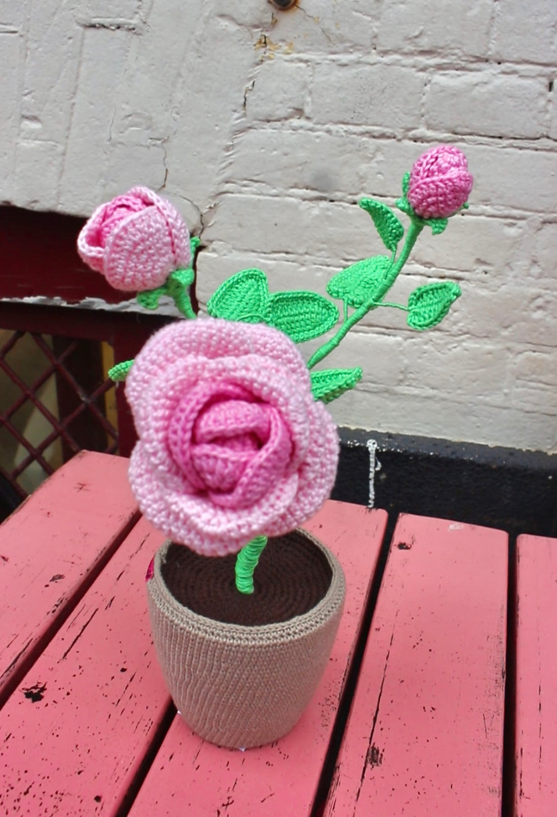 Rose Plant