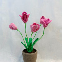 Tulips Flowerpot