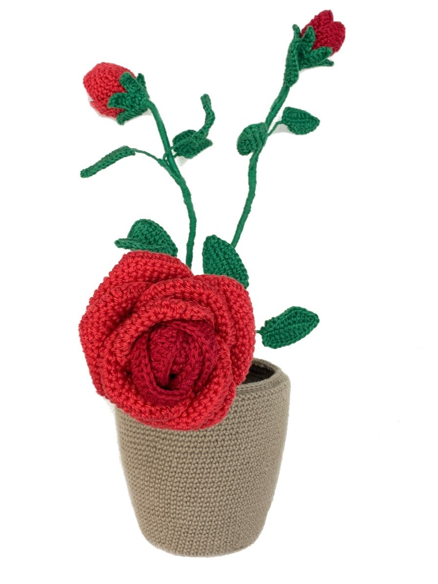 Rose Plant