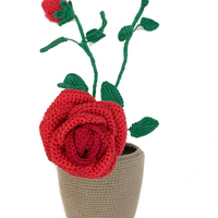 Rose Plant