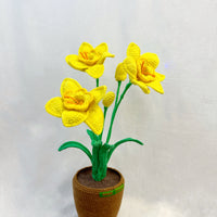 Narcis Flower