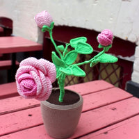 Rose Plant