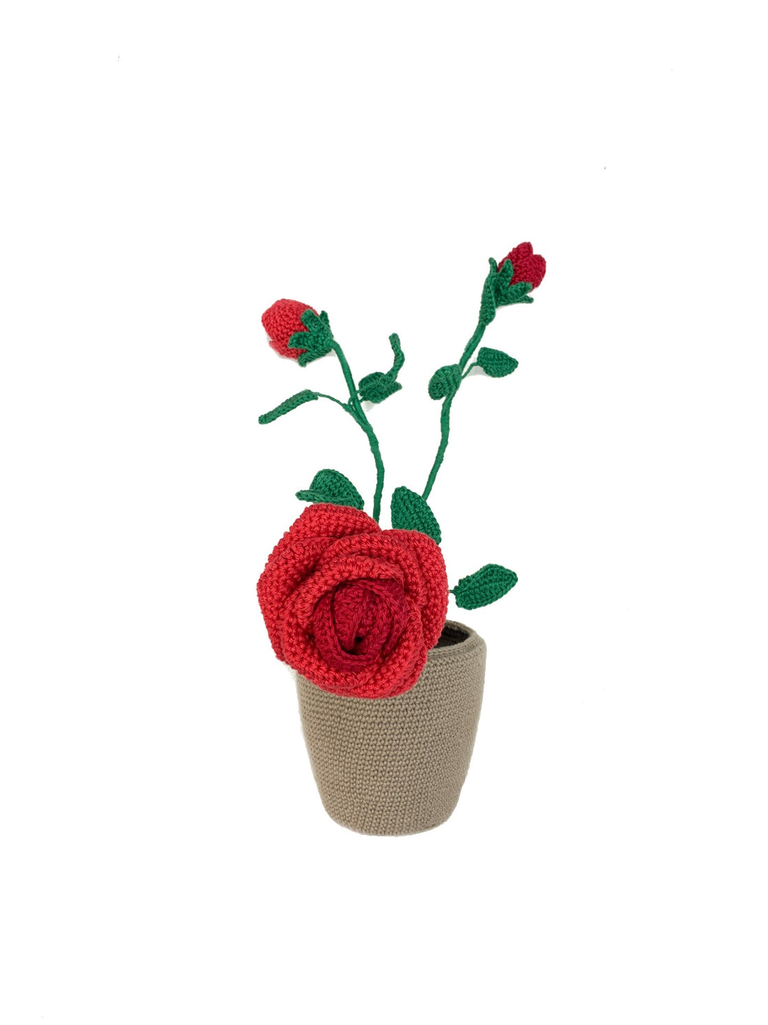 Rose Plant