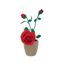 Rose Plant