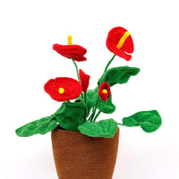 Anthurium Flowers