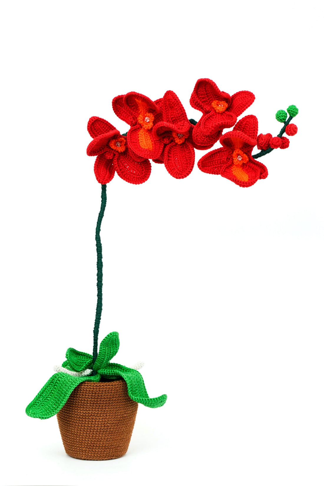 Orchid