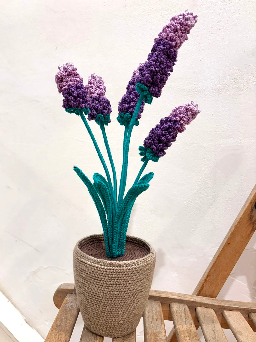 Lavender Plant