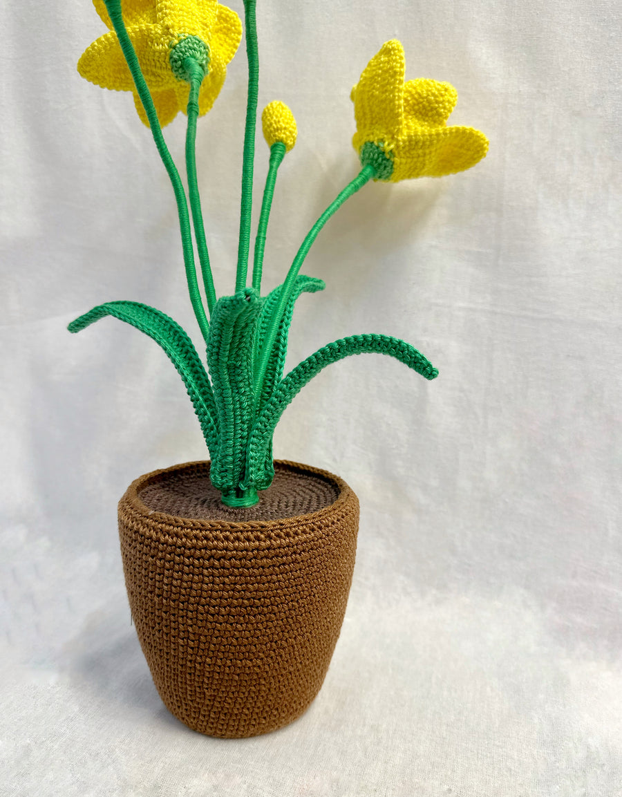 Narcis Flower