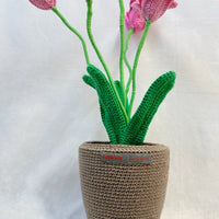 Tulips Flowerpot