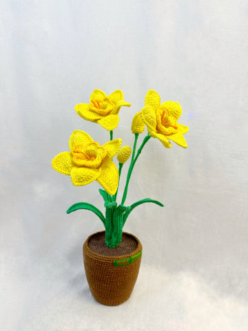 Narcis Flower
